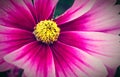 Purple wild flower Ã¢â¬ÅWild CosmosÃ¢â¬Â Cosmos bipinnatus detail blooming during Spring and Summer closeup macro photo Royalty Free Stock Photo